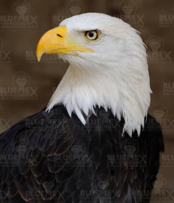 Diamond Painting Bild, Weißkopfseeadler, runde Steinchen, ca. 75x80cm, 60 Farben, Vollbild