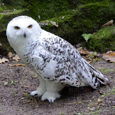 Diamond Painting Bild, Schnee-Eule, 50 Farben, eckige Steinchen, 70x70cm, Vollbild