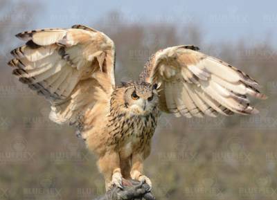 Diamond Painting picture, eagle owl, square stones, approx. 75x100cm, 60 colors, full picture