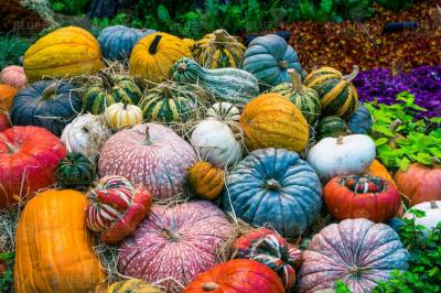 Diamond Painting picture, pumpkin field, square stones, 60x90cm, 45 colors, full picture