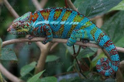 Diamond Painting picture, chameleon, square stones, 60x90cm, 50 colours, full picture