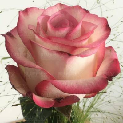 Diamond Painting Bild, Edelrose, runde Steine, 60x60cm, 45 Farben, Vollbild