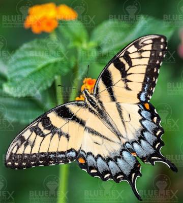 Diamond Painting Bild, Schmetterling auf Blume, eckige Steinchen, 32 Farben, ca. 40x30cm, Vollbild