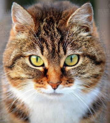 Diamond Painting Bild, Tigerkatze, runde Steinchen, 55x50cm, 50 Farben, Vollbild