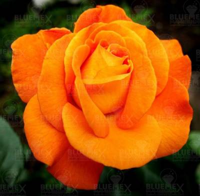 Diamond Painting Bild, Rose, orange, ca. 50x50cm, 75 Farben, runde Steinchen