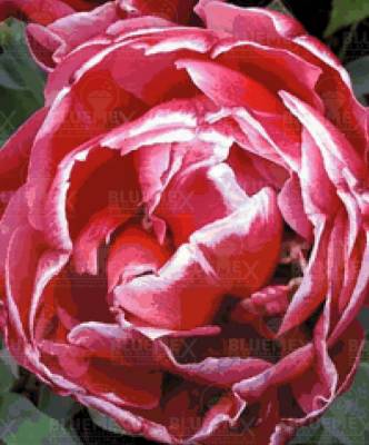 Diamond Painting picture, tulip, filled, square stones, 60x50cm, 85 colors