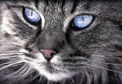 Diamond Painting Bild, Katzenportrait, eckige Steinchen, ca. 80x55cm, 80 Farben, Vollbild