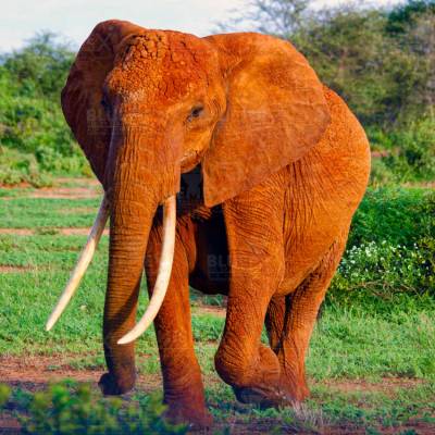 Diamond Painting picture, elephant, round stones, approx. 78x78 cm, 200 colors