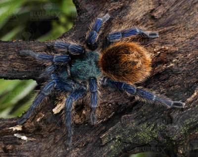 Vogelspinne-Diamond-Painting-Bild-70x55cm-130Farben