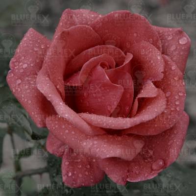 Diamond Painting picture, rose drops, square diamonds, 60x60cm, 50 colors, full image