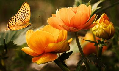 Diamond Painting Bild, orange Blumen mit Schmetterling, runde Steinchen, 60x40cm, 30 Farben, Vollbild