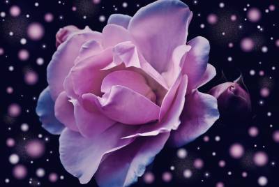 Diamond Painting picture, rose flower dream, square stones, approx. 60x90cm, 60 colors, full image
