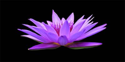 Diamond Painting picture, water lily, purple, square stones, 60x30cm, 35 colors, full image