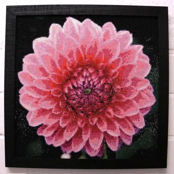 FREE Diamond Painting picture, dahlia, 40x40cm, 45 colors, round stones, full picture