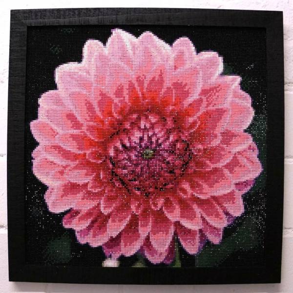 Diamond Painting Bild, Dahlie, 40x40cm, 50 Farben, eckige Steine, Vollbild