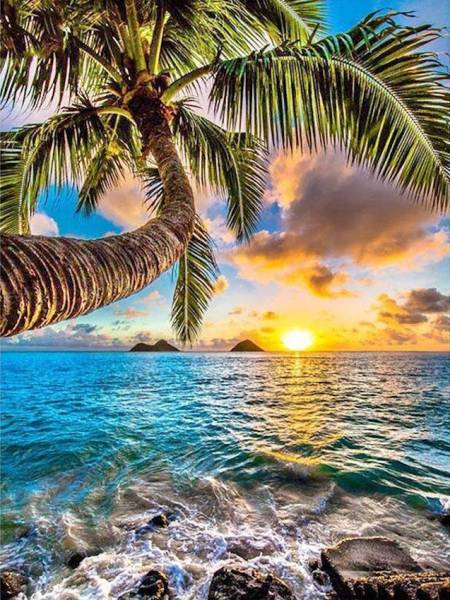 Diamond Painting picture, palm tree by the sea, round stones, about 90x65cm, 50 colors, full image