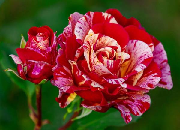 Diamond Painting Bild, Rose, gescheckt, runde Steinchen, ca. 60x80cm, 60 Farben, Vollbild
