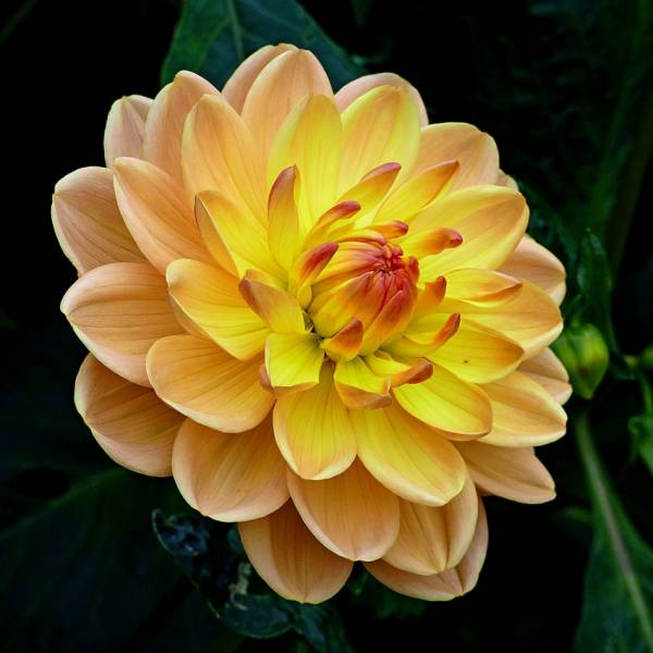 Diamond Painting picture, dahlia, orange, round stones, 50x50cm, 40 colours, fullsize picture