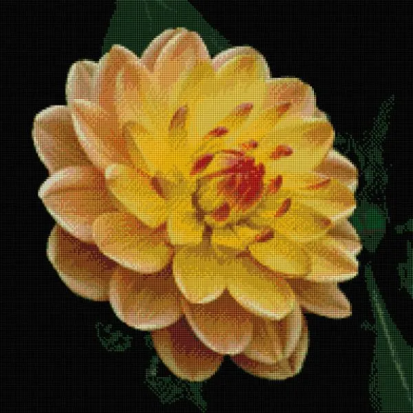Diamond Painting picture, Dahlia, orange, 50x50cm, 40 colours, square stones, full picture