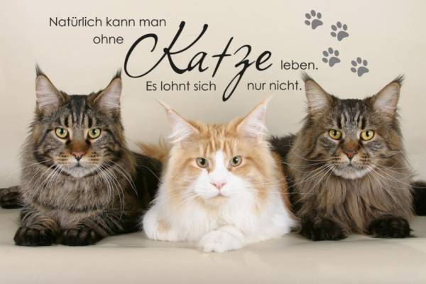 Diamond Painting picture, Ohne Katze Leben, round stones, 60x90cm, 60 colors, full picture