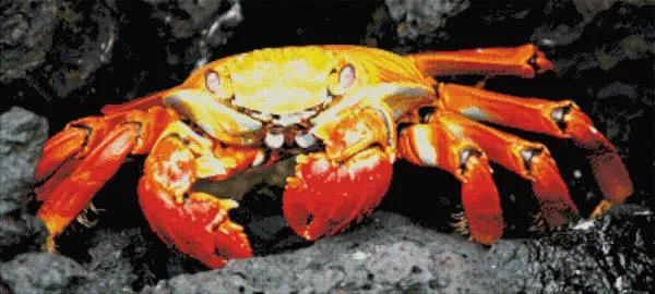 Template (without stones) Crab, 45x100cm, 50 colours, for square stones, full image