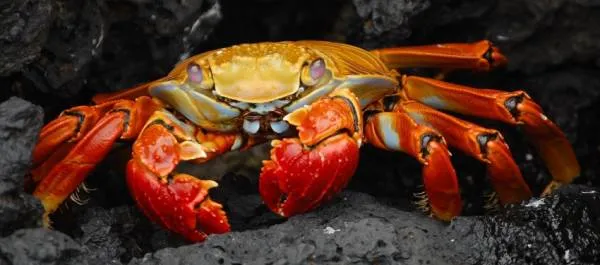 Template (without stones) Crab, 45x100cm, 50 colours, for round stones, full image