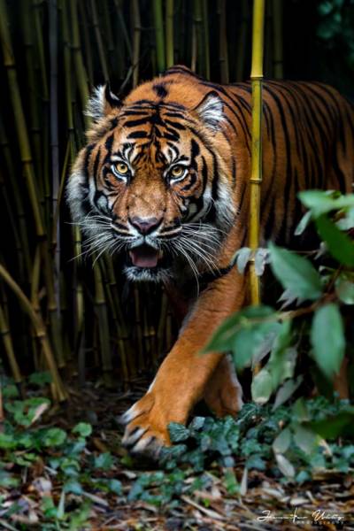 Diamond Painting Bild, Tiger, eckige Steinchen, 50x80cm, 50 Farben, Vollbild