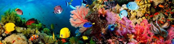 Diamond Painting Bild, bunte Unterwasserwelt, eckige Steinchen, 50x200cm, 100 Farben, Vollbild