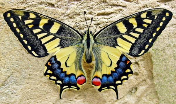Diamond Painting Bild, Schmetterling, Wand, 50 Farben, ca. 40x30cm, eckige Steinchen, Vollbild