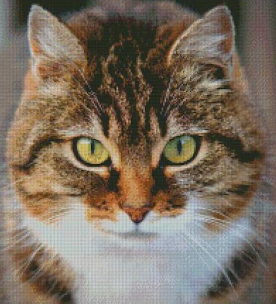 Diamond Painting Bild, Tigerkatze, runde Steinchen, 55x50cm, 50 Farben, Vollbild