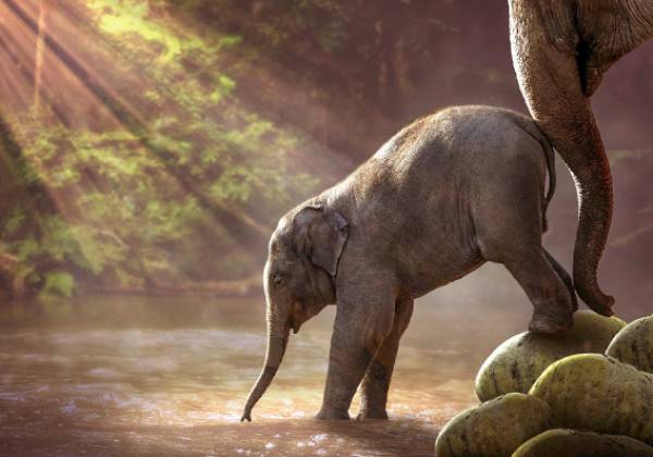 Vorlage (ohne Steine) Der kleine Elefant, 70x100cm, 50 Farben, für runde Steine, Vollbild