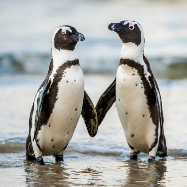 Diamond Painting picture, penguin pair, 60x60cm, 45 colors, square stones, full picture
