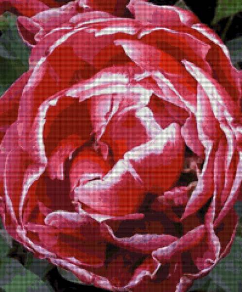 Diamond Painting Bild, Tulpe, gefüllt, runde Steinchen, ca. 67x55cm, 85 Farben