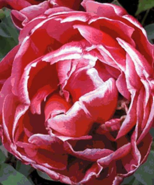 Diamond Painting Bild, Tulpe, gefüllt, runde Steinchen, ca. 67x55cm, 85 Farben