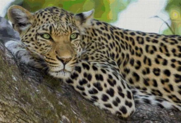 Diamond Painting Bild, Leopard, 70x48cm, 100 Farben, eckige Steine, Vollbild