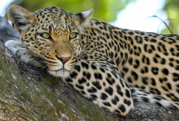 Diamond Painting Bild, Leopard, eckige Steinchen, ca. 70x48cm, 100 Farben