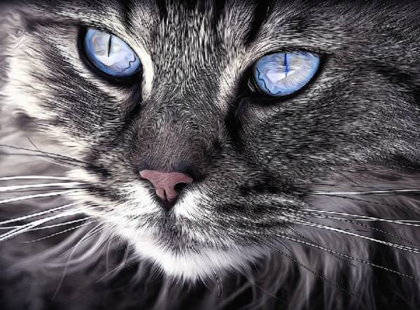 Diamond Painting Bild, Katzenportrait, eckige Steinchen, ca. 80x55cm, 80 Farben, Vollbild
