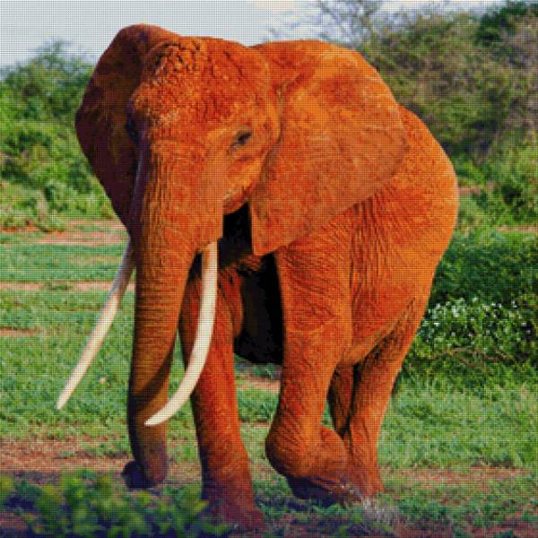 Diamond Painting Bild, Elefant, runde Steinchen, ca. 78x78 cm, 200 Farben