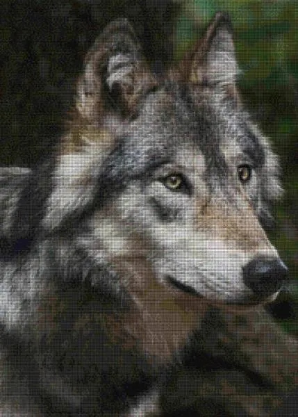 Diamond Painting picture, Wolf, 55x78cm, 70 colors, round stones, full picture
