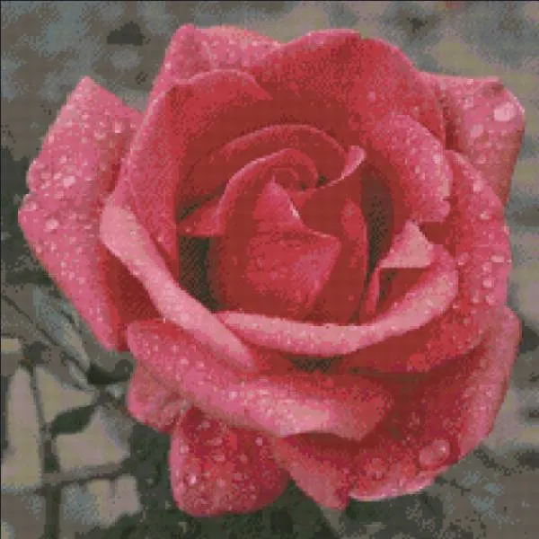 Diamond Painting Bild, Rosentropfen, 60x60cm, 50 Farben, runde Steine, Vollbild