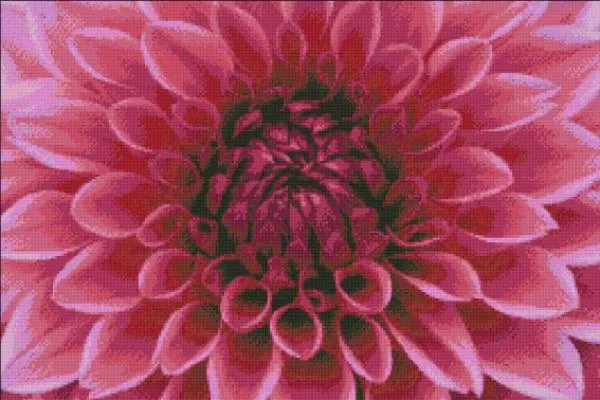 Diamond Painting picture, heart of dahlia, 75x50cm, 25 colors, square stones, full image