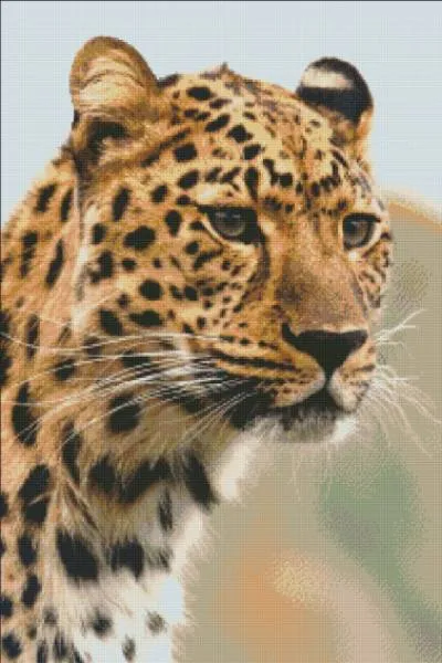 Diamond Painting picture, Silent hunter, 60x90cm, 48 colours, round stones, full picture