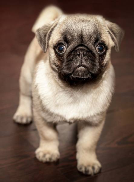 Diamond Painting picture, young pug, round stones, approx. 60x80cm, 45 colors, full picture