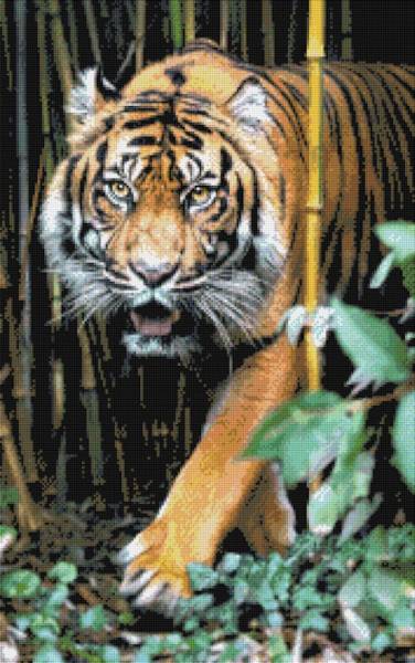 Diamond Painting Bild, Tiger, runde Steinchen, 50x80cm, 50 Farben, Vollbild
