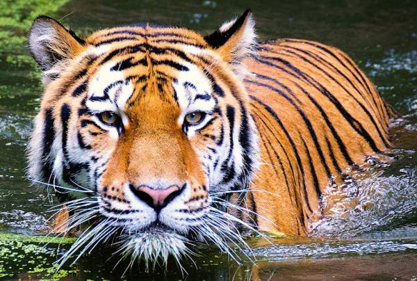 Diamond Painting Bild, Tiger im Wasser, runde Steinchen, 100x70cm, Vollbild