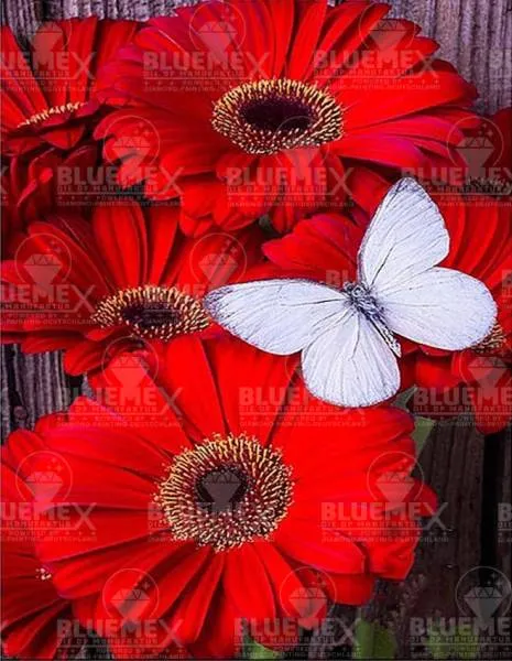Diamond Painting Bild, Gerbera mit Schmetterling, 45x60cm, 45 Farben, eckige Steine, Vollbild