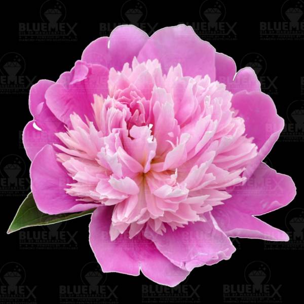 Diamond Painting Bild, Pfingstrose, rosa, runde Steinchen, ca. 60x60cm, 60 Farben, Vollbild