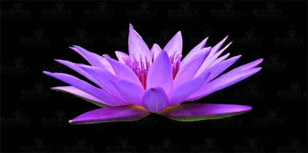 Diamond Painting picture, water lily, purple, 60x30cm, 35 colors, square stones, full image