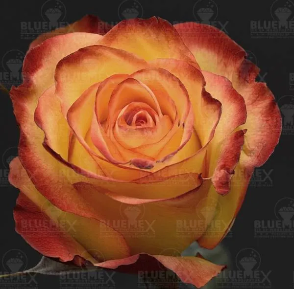 Diamond Painting Bild, Rose, orangerot, 40x40cm, 50 Farben, eckige Steine, Vollbild