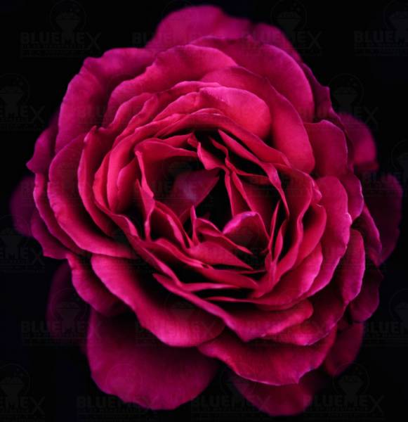 Diamond Painting Bild, Rosenblüte, runde Steinchen, ca. 40x40cm, 25 Farben, Vollbild